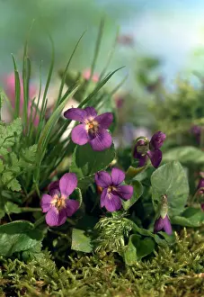 Clump: Violets