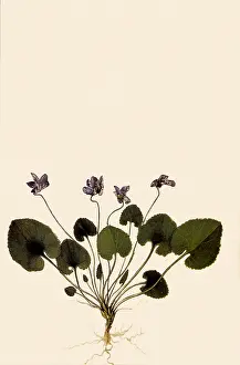 Viola: Violets