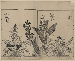 Arum: Violets, arrow arum(?), and primrose