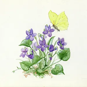 Brimstone: Violets and a Brimstone Butterfly