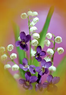 Daglish: Violets and Lily of the Valley