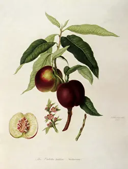 Prunus: Violette Hatives Nectarines