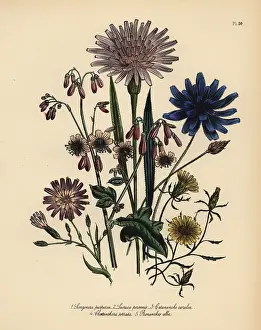 Perennials: Viper grass, lettuce and catananche species