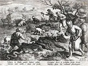 Vipers: VIPER HUNT IN ITALY