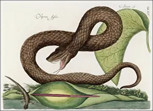Viper: VIPERA FUSCA
