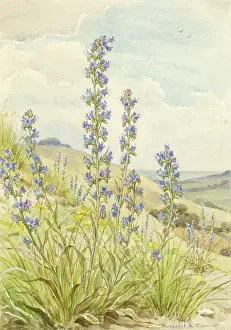 Vipers: Viper's Bugloss