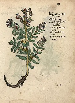 Vulgare: Viper's bugloss, Echium vulgare