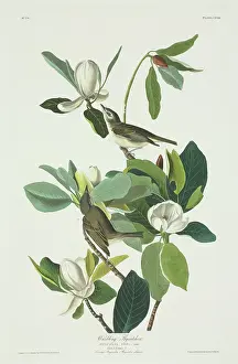 Magnolia: Vireo gilvus, warbling vireo