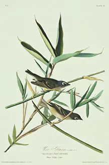 Vireo: Vireo solitarius, blue-headed vireo