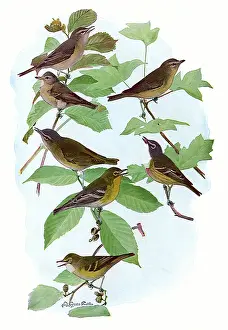 Agassiz: Vireos