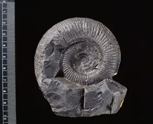 Himalayas: Virgatosphinctes, ammonite