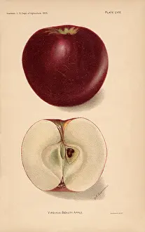 Passmore: Virginia Beauty Apple