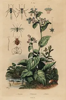 Lectularius: Virginia bluebells, aphids and bedbug