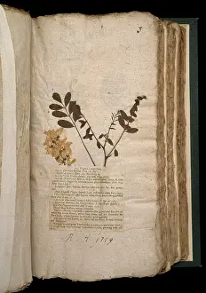 Sloane: Virginia Locus Tree