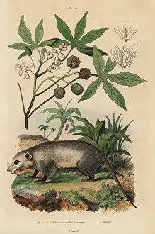 Esculenta: Virginia opossum and cassava