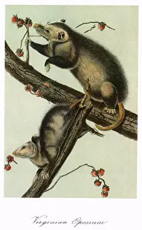 Pursue: Virginia Opossums