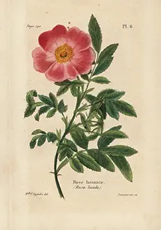 Boitard: Virginia rose, Rosa lucida