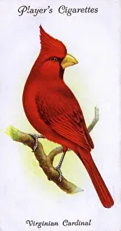 Virginian: Virginian Cardinal