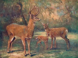 Virginian: VIRGINIAN DEER/WILD BST