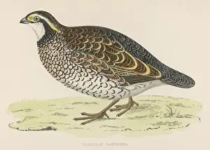 Virginian: VIRGINIAN PARTRIDGE