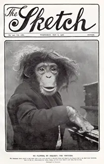 Monkeys: Virtuoso performing chimpanzee 1908