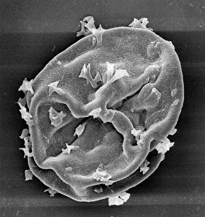 Silurian: Visbyshaera oligofurcata, acritarch