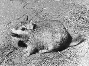 Chincilla: VISCACHA