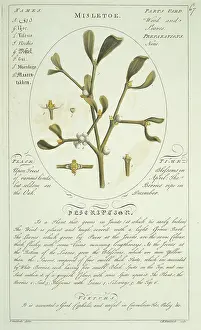 Viscum: Viscum album, mistletoe