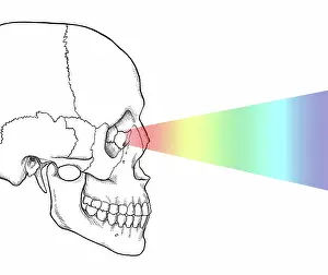 Eyesight: Visible Light Perception, Illustration