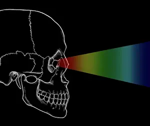 Eyesight: Visible Light Perception, Illustration