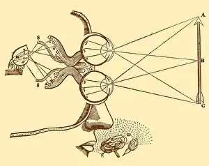 Focusing: Vision and Perception, 17th Century