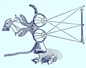Focusing: Vision and Perception, 17th Century