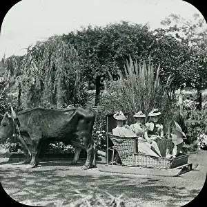 Carro: Visit to Madeira - A Basket Bullock Carro