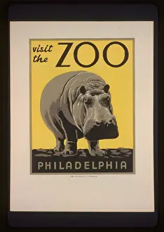 Hippopotamus: Visit the zoo - Philadelphia