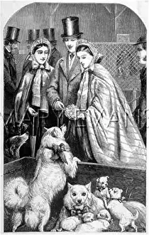 Spitzes: VISITORS AT A DOG SHOW