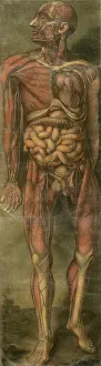 Illust: Visually sensational anatomical illustration ?
