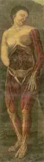 Reproductive: Visually sensational anatomical illustration ?