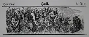 Calendars: Viticulture calendar 1885
