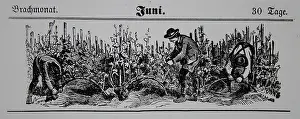 Calendars: Viticulture calendar 1885