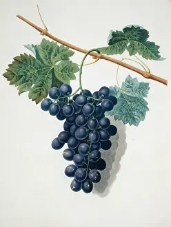 Vitis: Vitis sp. black grape