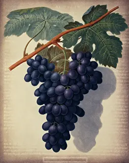 Vitis: Vitis sp. black grape