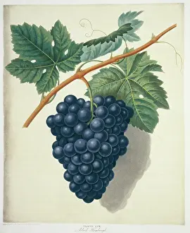Vitis: Vitis sp. black Hamburg grape