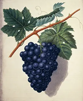 Vitis: Vitis sp. Black Hamburgh grape