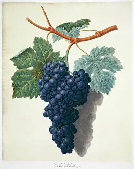Vitis: Vitis sp. black muscadine grape