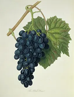 Vitis: Vitis sp. grape (Black Prince Grape)
