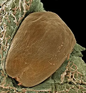 Vitis: Vitis sp. grape seed
