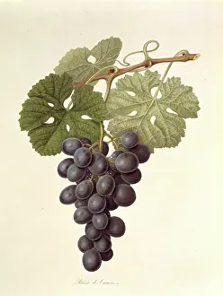 Vitis: Vitis sp. grape (The Raisin de Carmes)