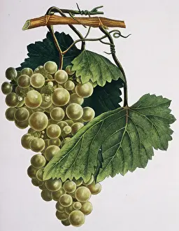 Vitis: Vitis sp. grapes