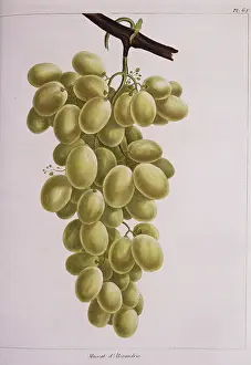 Vitis: Vitis sp. grapes