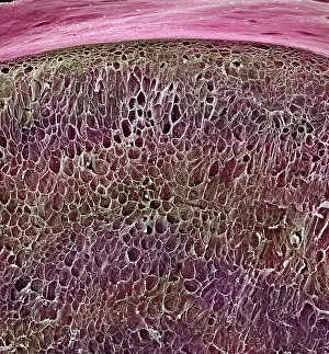 Vitis: Vitis sp. red grape